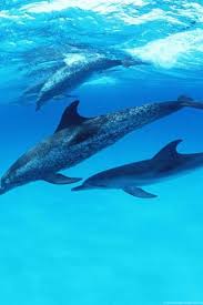 Maybe you would like to learn more about one of these? Cute Dolphin Wallpaper 10207 Hd Wallpapers Jpg Desktop Background