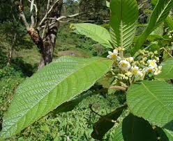 Image result for Actinidiaceae