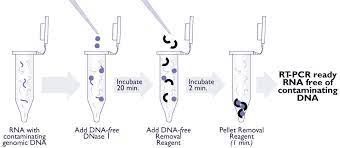 Https Www Gene Quantification De Rna Prep Lander Pdf