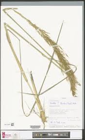 Image result for Isachne kiyalaensis