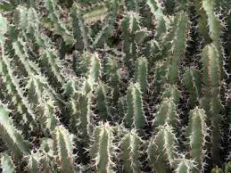 Image result for Euphorbia mwinilungensis