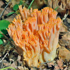 Image result for Sericorema remotiflora