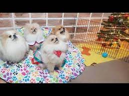 pomeranian boo kopeklerimiz icin yil basi agaci susledik tum boo kopeklerimiz canli yayinda youtube 2021 kopek agac