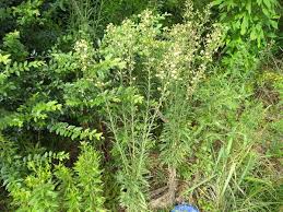 Image result for Erigeron sumatrensis