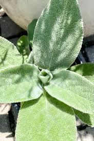 Image result for Stachys