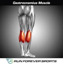Gastrocnemius is a large muscle located in the posterior leg. What Is The Gastrocnemius Muscle And How Do I Treat It Run Forever Sports