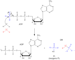 Atp is hydrolyzed to adp in the reaction atp+h2o→adp+pi+ free energy; C1 Atp Biology Libretexts