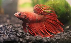 Ich (also spelled ick) is one of the most common aquarium parasites. Betta Cloudy Eye Causes Treatment Prevention And More
