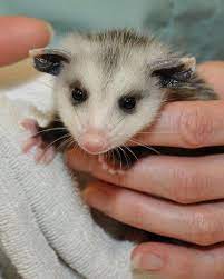 Orphaned Opossum Finds A Happy Home Baby Opossum Baby Possum Opossum