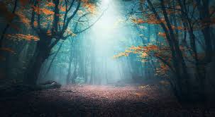 16 247 754 Best Forest Images Stock Photos Vectors Adobe Stock