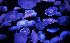 Jellyfish Stung More Than 800 People In Florida In One Weekend Here S What To Do If It Happens To You Jellyfish Sting Jellyfish Photography Jellyfish Painting