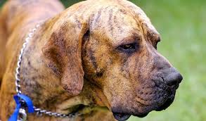 Full information about rastreador brasileiro pictures reviews about dog breeds but today the rastreador brasileiro is in attempt to be recreated. Fila Brasileiro Breed Information