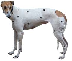 Anatomy Greyhound Wiki Fandom Powered By Wikia
