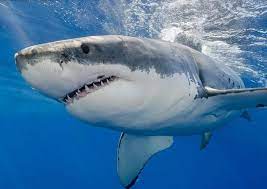 Jun 23, 2021 · nakumi, un tiburón blanco hembra chris ross/ ocearch. Pescadores Aficionados Atrapan Un Tiburon Blanco De 540 Kilos
