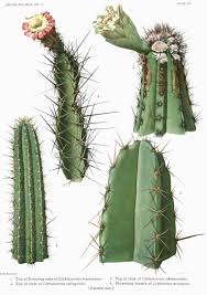 Image result for Cactaceae