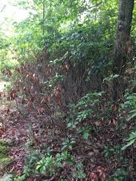 För att hantera skadedjur på din bergs laurel, börja med att ge den bästa odlingsförhållandena. Pest Alert Mountain Laurel Leaf Blight North Carolina Cooperative Extension