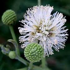 Image result for Acacia brevispica