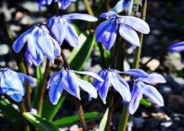 Image result for Scilla benguellensis