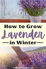 5 Simple Tips How To Grow Lavender From Seed The Gardening Dad Growing Lavender Healthy Garden Starting A Vegetable Garden
