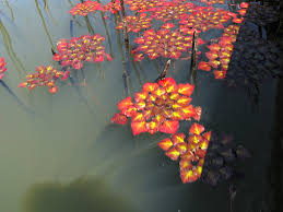 Image result for Trapa natans