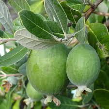 Kahikatea seedlings require high levels of sunlight to grow so do well on disturbed sites or in light wells in the forest. Go Gardening Helping New Zealand Grow Garden Inspiration Tips And Advice From The Expert