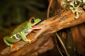 Others, such as lizards, eat mainly insects. What Do Frogs Eat Food List Feeding Guide Everything Reptiles