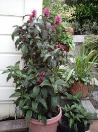 Image result for Justicia carnea