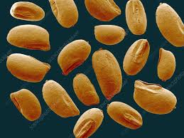 Image result for Eragrostis tef