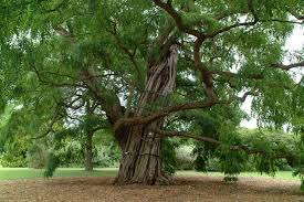 Image result for Robinia
