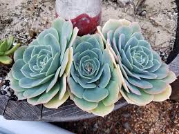 3 Ways To Revive A Dying Aloe Vera Plant - Wikihow