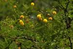 Image result for Acacia borleae