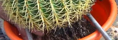 If you transplant a cactus that isn't healthy, there is a good chance it won't survive the move. How To Repot A Small Tall Or Large Cactus And Aftercare Terrarium Planting Guide