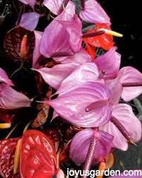 Mini Anthuriums At Our Farmers Market Anthurium Care Anthurium Anthurium Plant