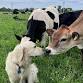 Waikato: Dairy Science at Owl Farm - Yr11 & 12 event image