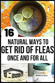 On average, you will have one week before the next generation emerges. How To Get Rid Of Fleas 16 Effective Home Remedies For Fleas