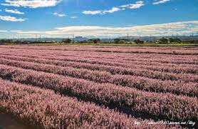 賞花 桃園市楊梅區 2020 11 26即時花況 桃園仙草花節 五 公頃紫色浪漫仙草花花海 台版 普羅旺斯花田之美 ig fb打卡熱門景點 交通 火車 公車 新竹客運 桃園樂活巴士 路線圖 時刻表 客運 地圖 gps座標 夕陽 展期2020 11 28 12 13 風の攝影趣 痞客邦