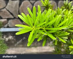 Image result for Podocarpaceae