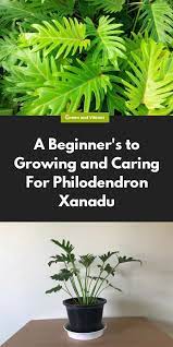 Xanadu Philodendron Winterbourn Plants Buying Growing Guide Trees Com Philodendron Plant Plants Plant Care Houseplant