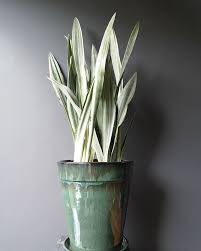 Image result for Sansevieria metallica