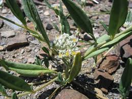 Image result for Limeum argute-carinatum