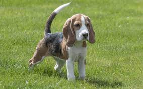 Si buscas tener un perro en casa, aquí te daremos varias ventajas de tener un perro pequeño. Perros Pequenos 22 Razas De Perros Caracteristicas Fotos Y Mascota Y Salud