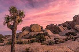 Joshua Trees And Rocks On A Landscape Joshua Tree National Park California Usa Photographic Print Art Com