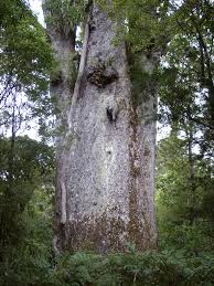 Image result for Agathis