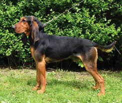 Image result for jurský honič