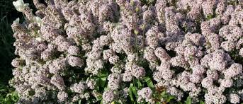 They're fantastic for small gardens, with various types perfect for different situations, such as in window boxes, large containers, mixed borders, areas of dry shade and gravel gardens. Daphne Xburkwoodii Carol Mackie Wisconsin Horticulture