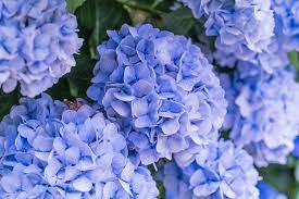 How To Change The Color Of Your Hydrangeas Hydrangea Colors Big Leaf Hydrangea Types Of Hydrangeas
