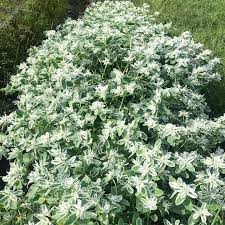 Image result for Euphorbia kilwana