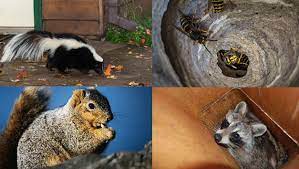 Wildlife animals without appropriate permits from the illinois department of . Wildlife Removal And Pest Control Services Lake County Il Animal Control Specialists