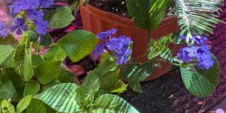 Image result for Eranthemum laxiflorum