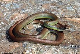 Western Yellow Bellied Racer Coluber Constrictor Mormon Even Though Name Indicates Constrictor It Is Not It Is Just A Snake Reptiles And Amphibians Reptiles